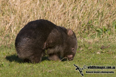 Common Wombat K3586.jpg