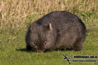 Common Wombat K3609.jpg