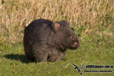 Common Wombat K3616.jpg