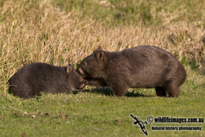 Common Wombat K3622.jpg