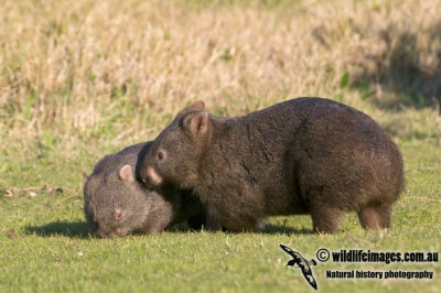 Common Wombat K3626.jpg