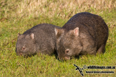 Common Wombat K3635.jpg