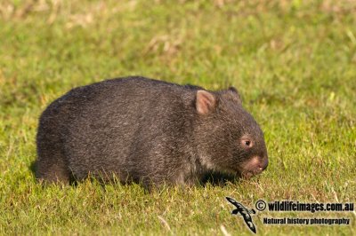 Common Wombat K3639.jpg