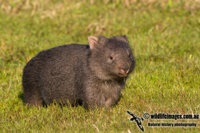 Common Wombat K3644.jpg
