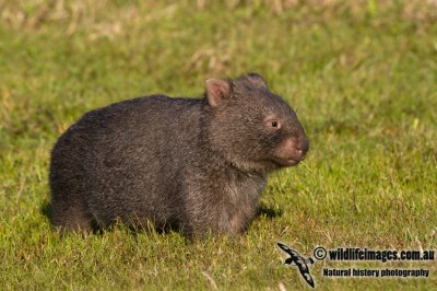 Common Wombat K3645.jpg