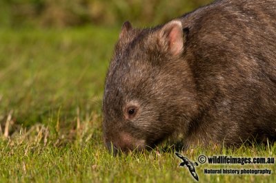 Common Wombat K3649.jpg