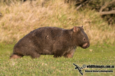 Common Wombat K3655.jpg