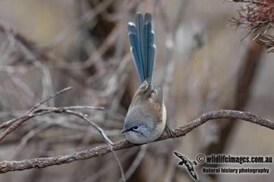 Blue-breasted Fairy-wren 3669.jpg