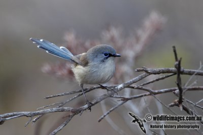 Blue-breasted Fairy-wren 3736.jpg