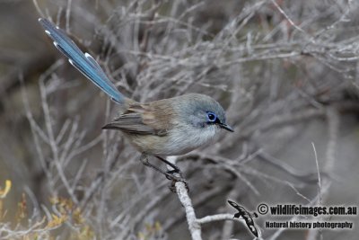 Blue-breasted Fairy-wren 3917.jpg