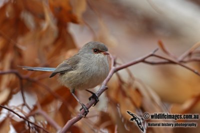 Blue-breasted Fairy-wren 4294.jpg