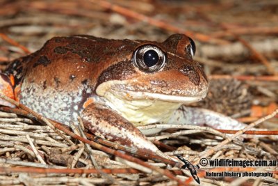 Western Banjo Frog - Limnodynastes dorsalis