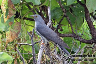 Oriental Cuckoo 0453.jpg