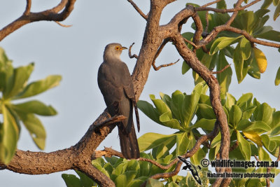 Oriental Cuckoo 0961.jpg