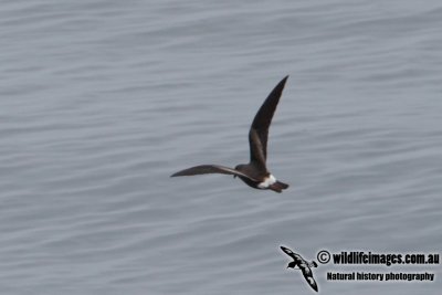 Leach's Storm-Petrel 8537.jpg