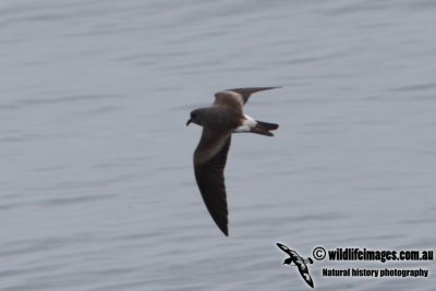 Leach's Storm-Petrel (Australian vagrant)