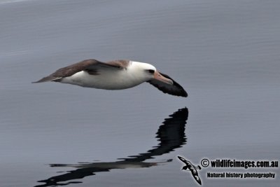 Laysan Albatross 0192.jpg