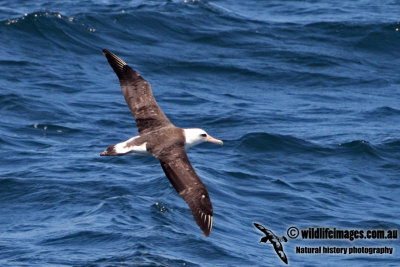 Laysan Albatross 2264.jpg