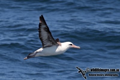 Laysan Albatross 2299.jpg