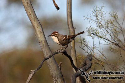 Chestnut-crowned Babbler 1454.jpg