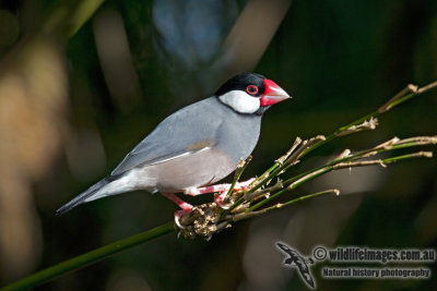 Sparrows and Exotic Finches