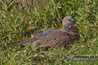 Spotted Turtle-Dove 5418.jpg