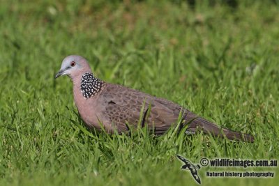 Spotted Turtle-Dove 5443.jpg