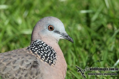 Spotted Turtle-Dove 5804.jpg