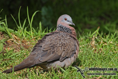 Spotted Turtle-Dove 5761.jpg