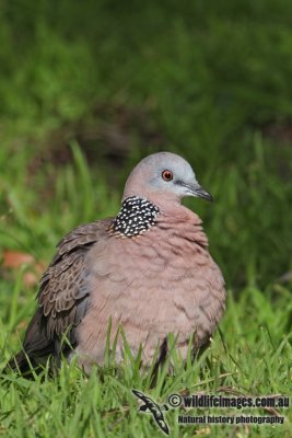Spotted Turtle-Dove 5725.jpg