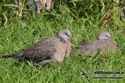 Spotted Turtle-Dove 5698.jpg