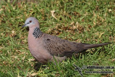 Spotted Turtle-Dove 5784.jpg