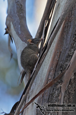 Yellow-footed Antechinus 9928.jpg