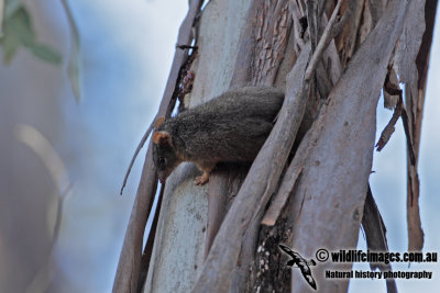 Yellow-footed Antechinus 9973.jpg