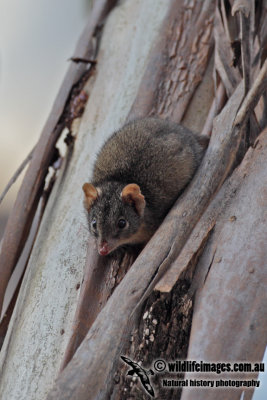 Yellow-footed Antechinus 9987.jpg