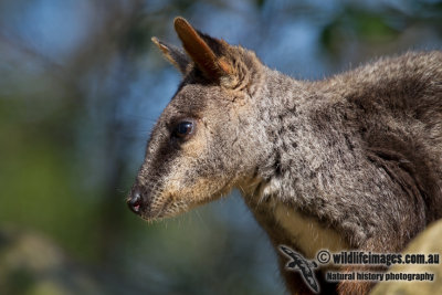 Brush-tailed Rock-Wallaby a3419.jpg