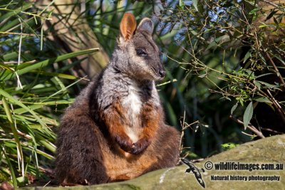Brush-tailed Rock-Wallaby a3428.jpg