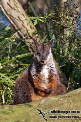 Brush-tailed Rock-Wallaby a3436.jpg