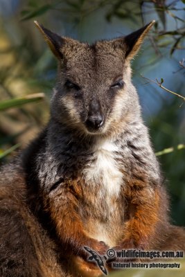 Brush-tailed Rock-Wallaby a3437.jpg