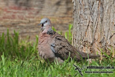 Spotted Turtle-Dove 6440.jpg