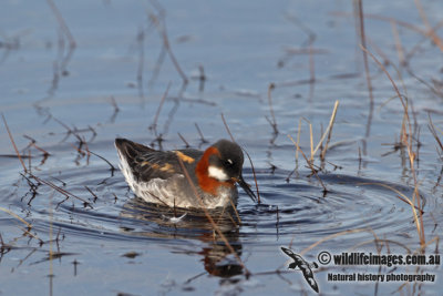 Red-necked Phalarope a5898.jpg