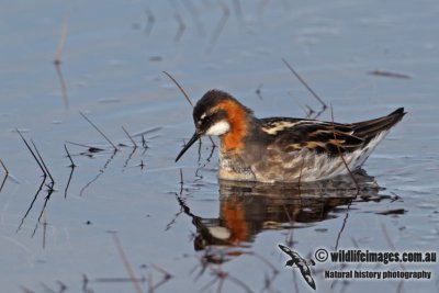 Red-necked Phalarope a6016.jpg