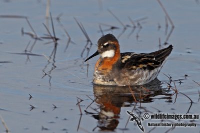 Red-necked Phalarope a6024.jpg