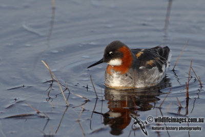 Red-necked Phalarope a6064.jpg