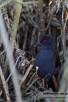 Spotless Crake 6707.jpg