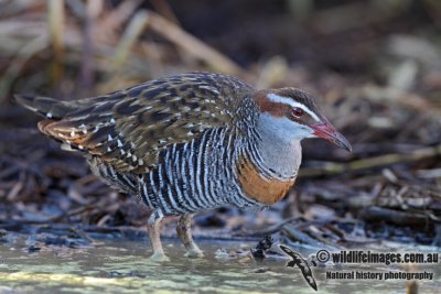 Buff-banded Rail 6913.jpg