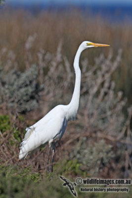 Great Egret 6529.jpg