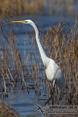 Great Egret 6607.jpg