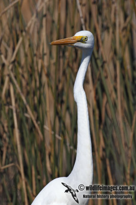 Great Egret 6646.jpg