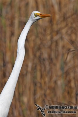 Great Egret 6685.jpg